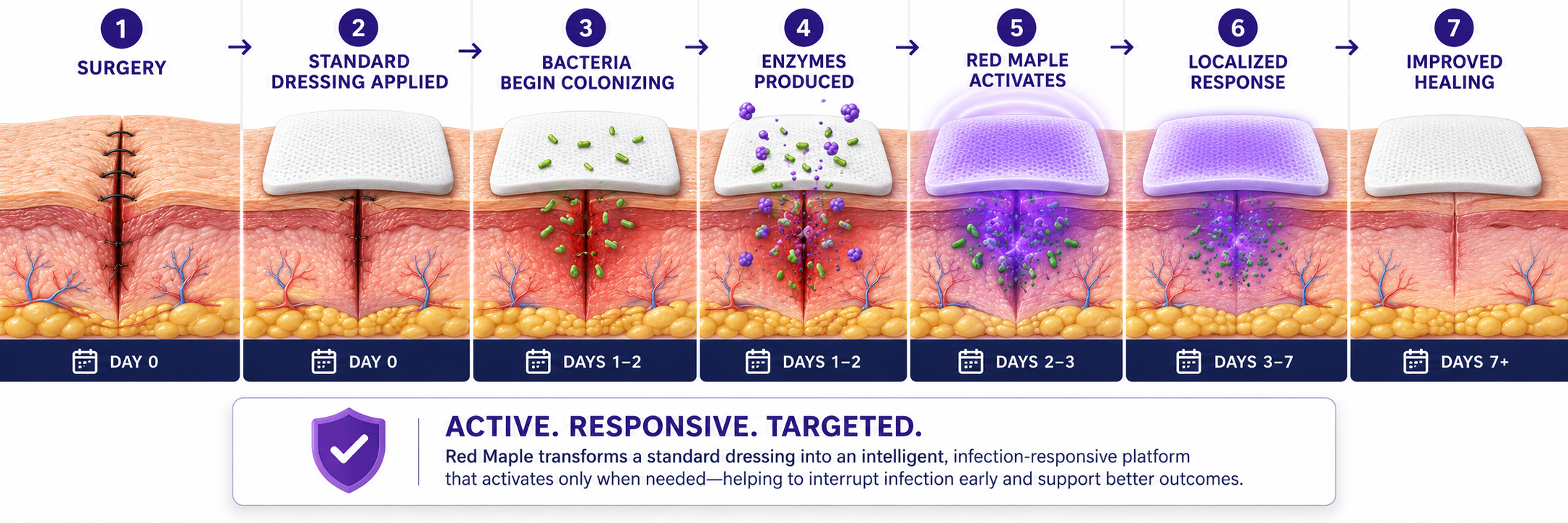 Diagram of EnzyLock's mechanism across the postoperative timeline, from surgery through localized response and improved healing